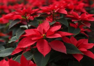 Как да запазим Коледната звезда жива през цялата година