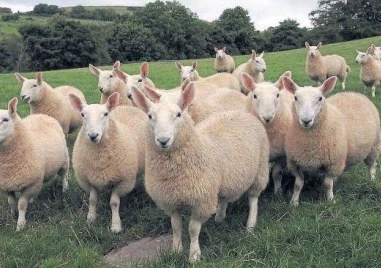 Кой е най-моногамният бозайник?