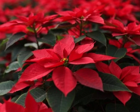 Как да запазим Коледната звезда жива през цялата година