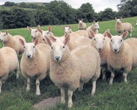 Кой е най-моногамният бозайник?