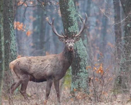 Шофьор се вряза в дърво при опит да избегне изскочил елен в Хасковско