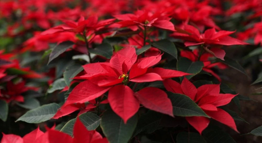 Как да запазим Коледната звезда жива през цялата година