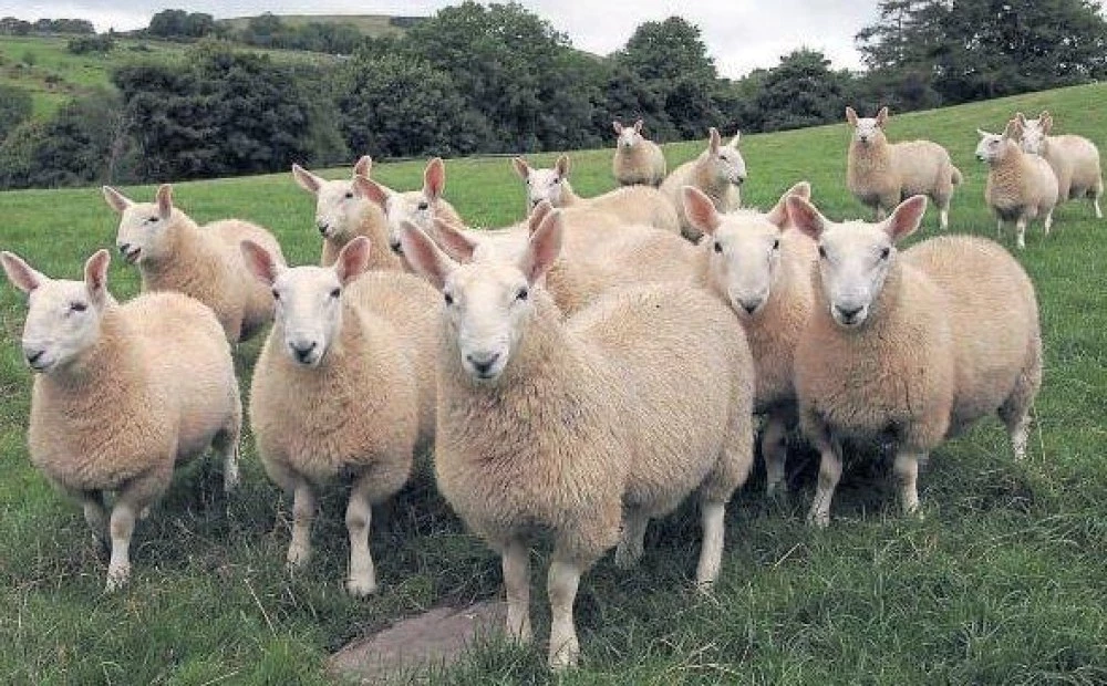 Кой е най-моногамният бозайник?