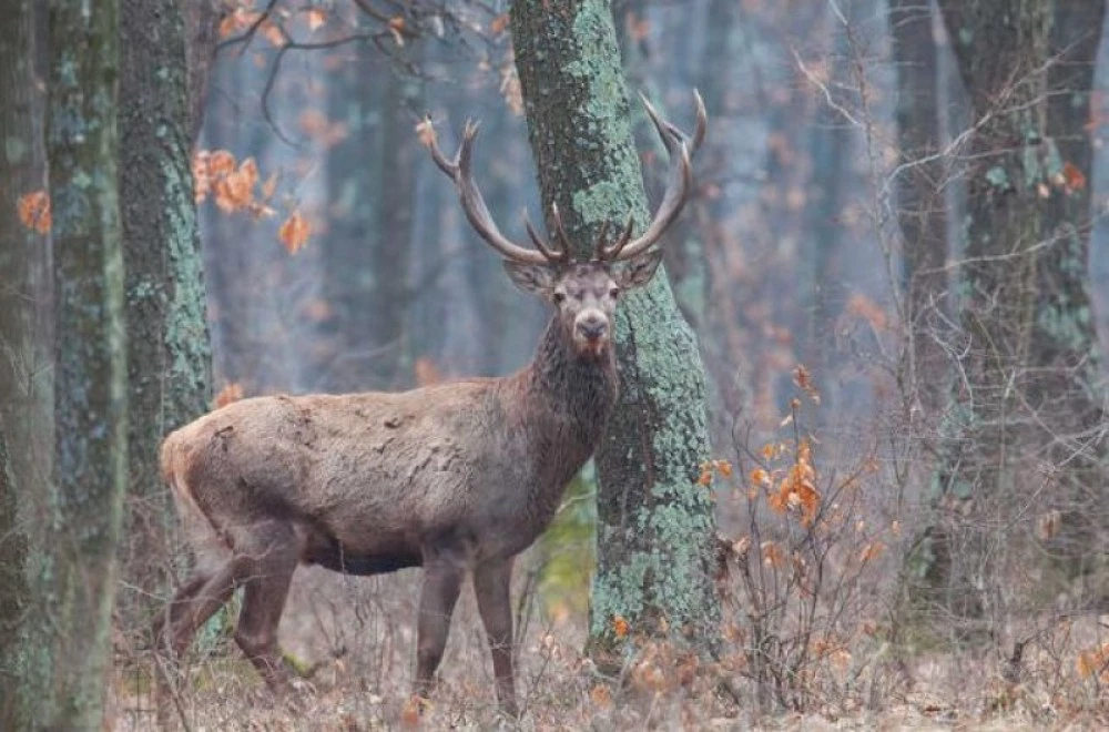 Шофьор се вряза в дърво при опит да избегне изскочил елен в Хасковско