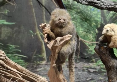 Регионален природонаучен музей – Пловдив разширява своята експозиция с нов