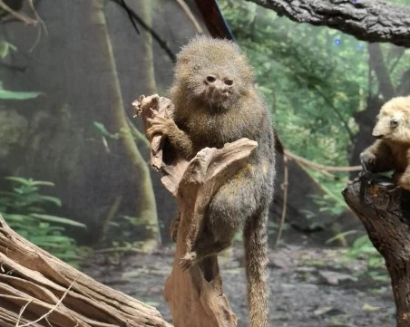 Най-малката маймунка в света пристигна в Регионалният природонаучен музей - Пловдив