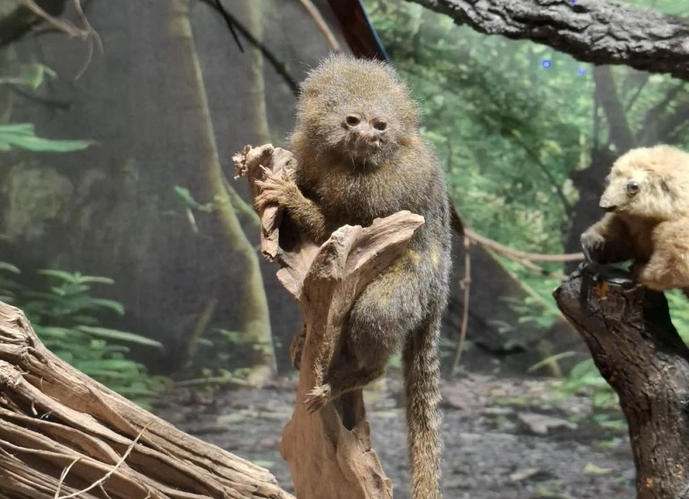 Най-малката маймунка в света пристигна в Регионалният природонаучен музей - Пловдив