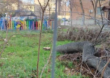 Пак напрежение със спорен имот в центъра на Пловдив – режат се дървета, Общината прати Инспектората