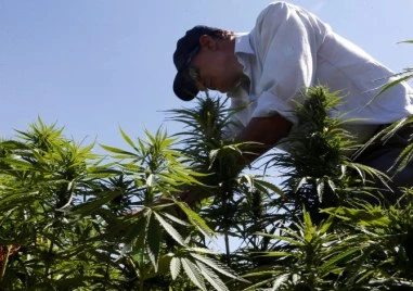 Тръмп изключи марихуаната от списъка с най-опасните наркотици