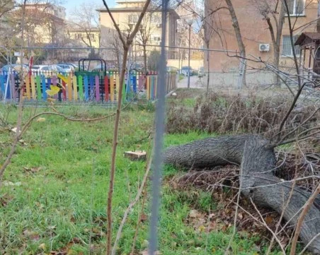 Пак напрежение със спорен имот в центъра на Пловдив – режат се дървета, Общината прати Инспектората