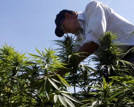 Тръмп изключи марихуаната от списъка с най-опасните наркотици