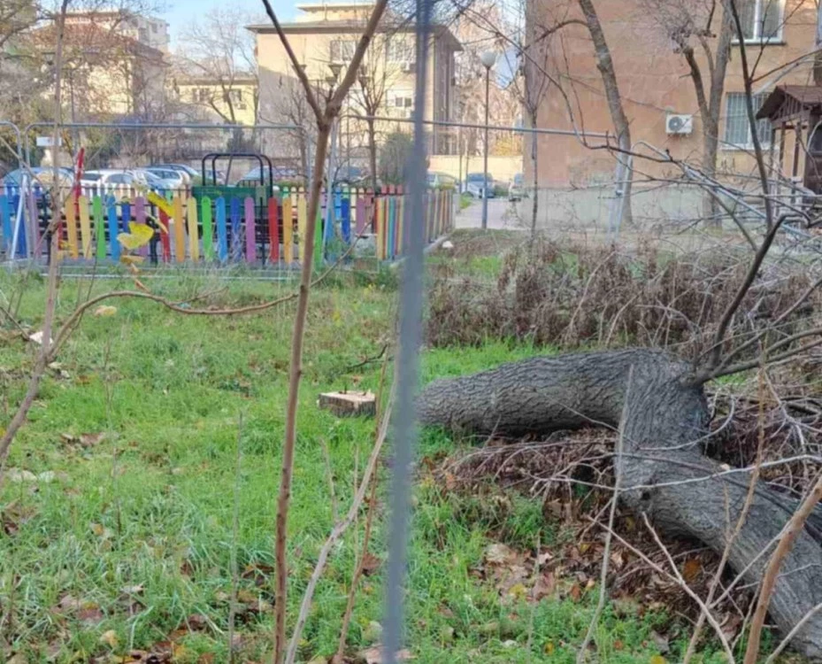 Пак напрежение със спорен имот в центъра на Пловдив – режат се дървета, Общината прати Инспектората