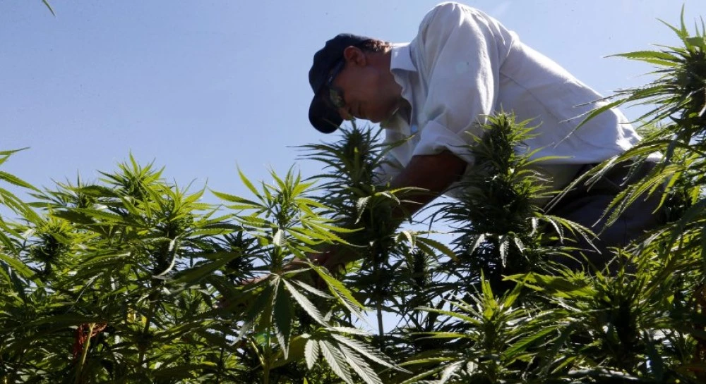 Тръмп изключи марихуаната от списъка с най-опасните наркотици