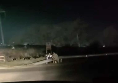 Цинично! Полицаи скриха камера за скорост зад венеца в памет на загиналото семейство на Околовръстното