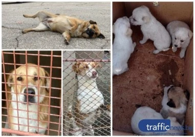 90 кучета са намерили нов дом от началото на 2025