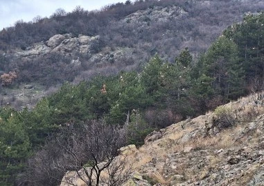 Гората над Карлово е засегната от боровата процесионка – силно