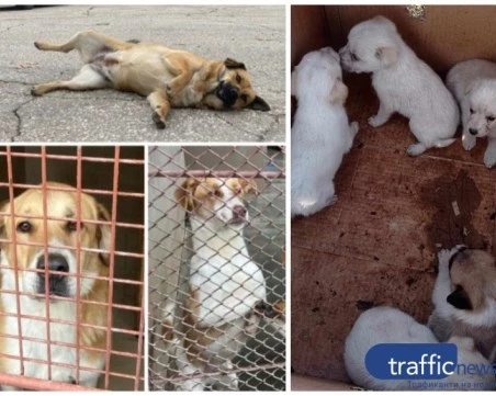 90 осиновени кученца в Пловдив за 2025 г., но битката с бездомните животни продължава