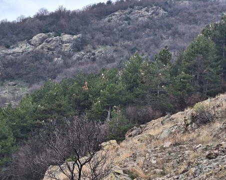 Опасни гъсеници заплашват гората над Карлово и здравето на хората