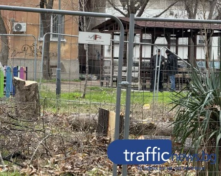 Сеч на дървета с изтекло разрешително в „бившата