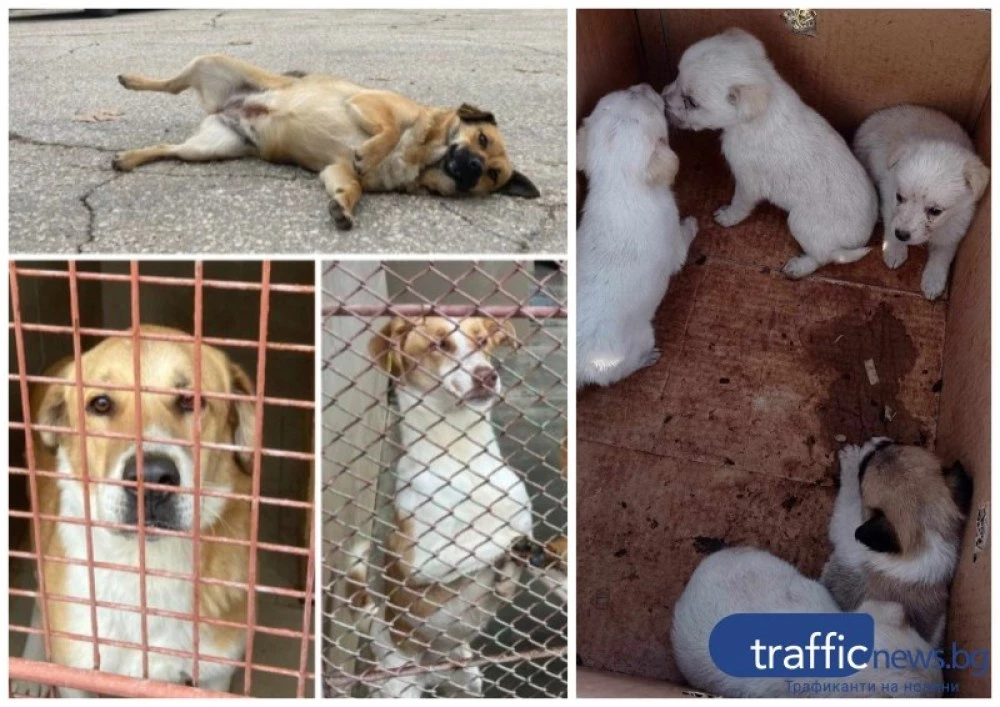 90 осиновени кученца в Пловдив за 2025 г., но битката с бездомните животни продължава