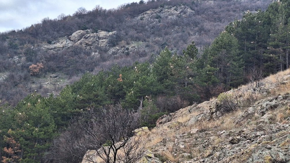 Опасни гъсеници заплашват гората над Карлово и здравето на хората