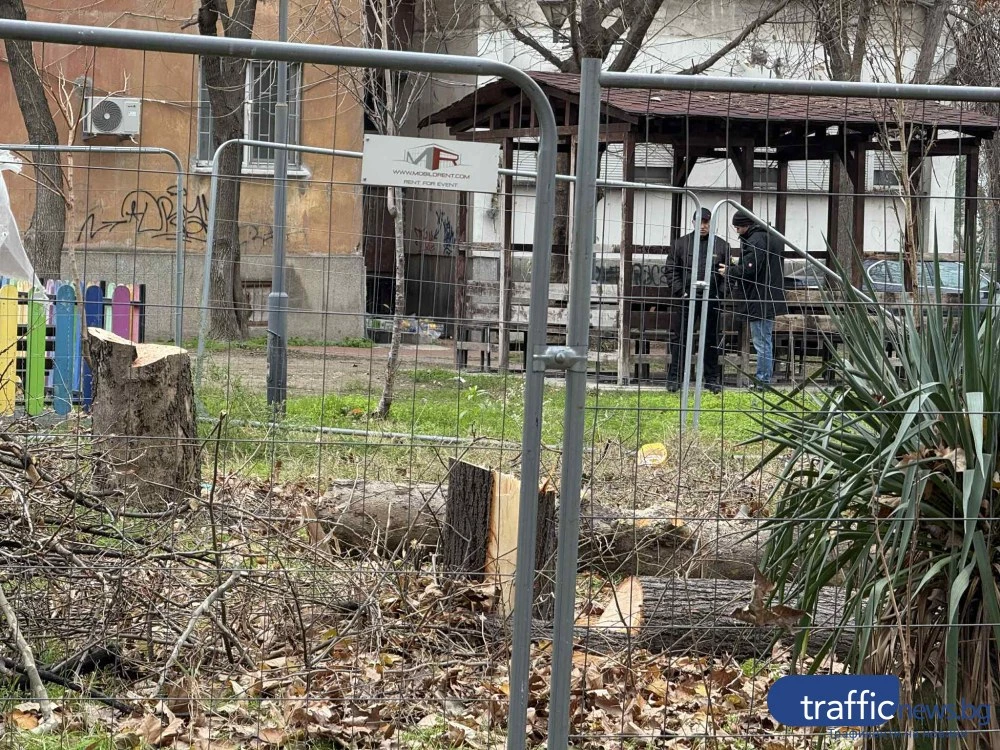 Сеч на дървета с изтекло разрешително в „бившата