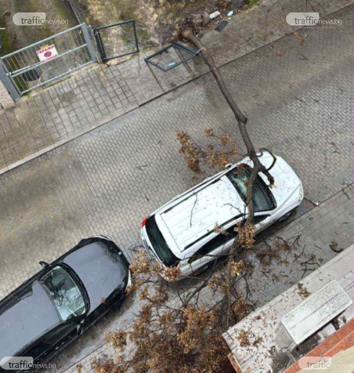 Дърво се стовари върху кола в Пловдив