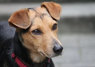 Асеновградчанин редовно хвърля пиратки в двора на комшии, ядосан от лаещото им куче