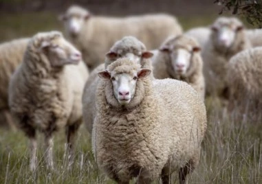 Без новорегистрирани огнища на шарка по дребни преживни животни в