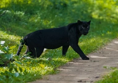 Мамка ѝ пантера, забравихме я в гората