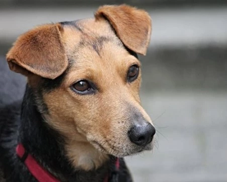 Асеновградчанин редовно хвърля пиратки в двора на комшии, ядосан от лаещото им куче