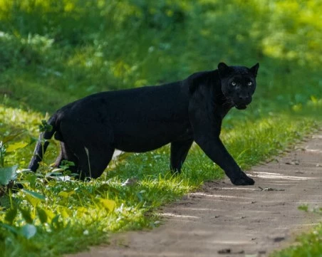 Мамка ѝ пантера, забравихме я в гората