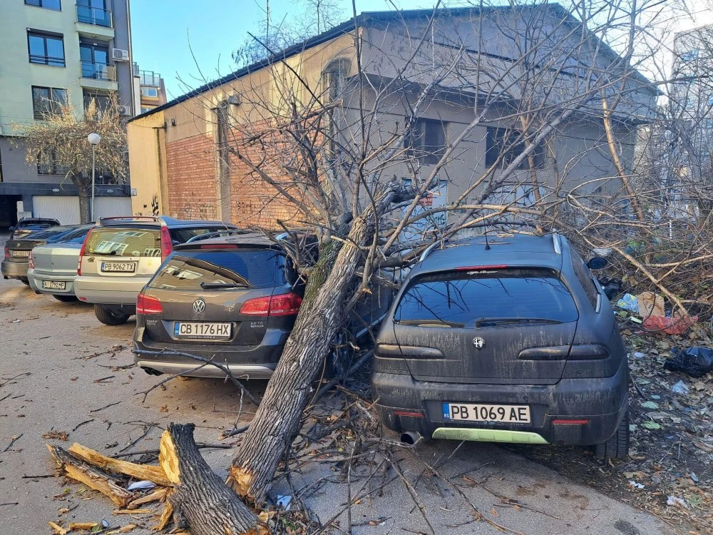 20 автомобила са изпотрошени заради бурния вятър в Пловдив, над 60 сигнала за паднали дървета