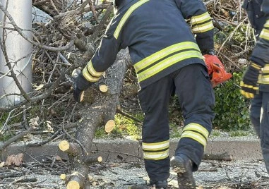 Два сигнала за паднали дървета в община „Родопи