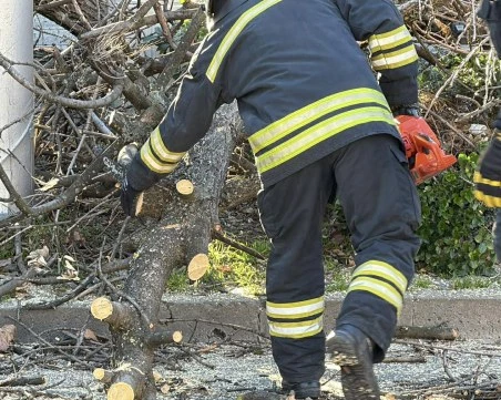 Два сигнала за паднали дървета в община „Родопи