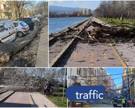 Опасна ситуация в Пловдив: Огромни дървета падат в целия град заради силния вятър