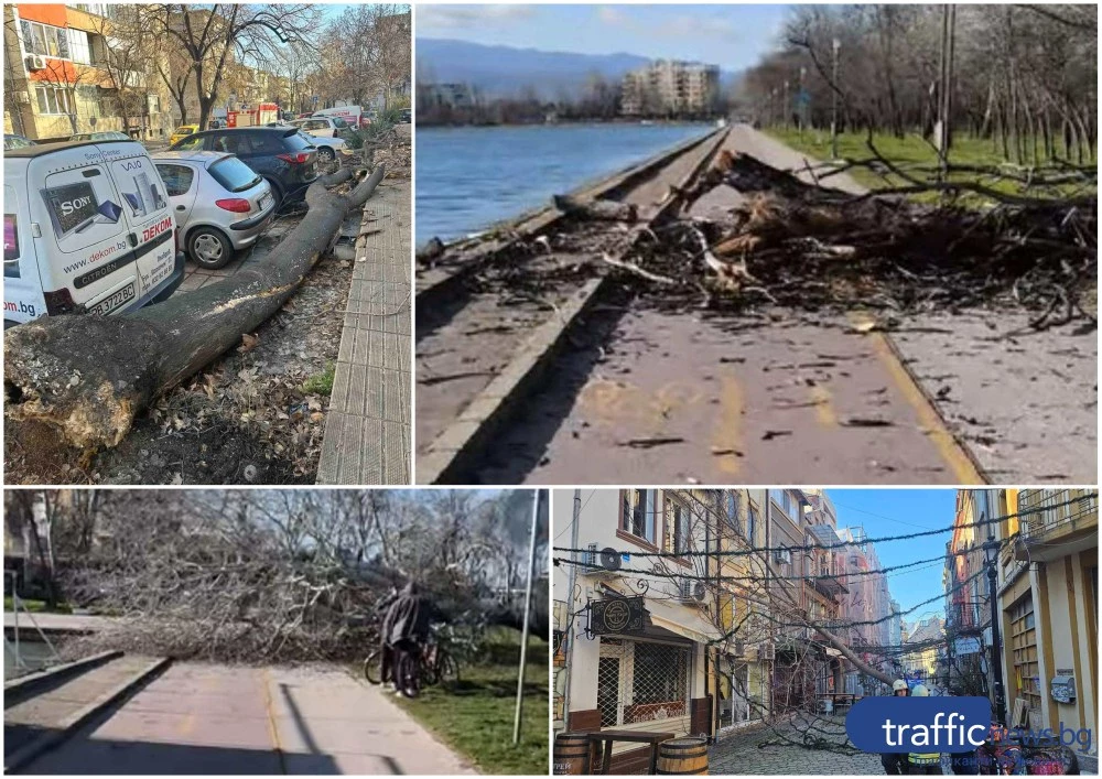 Опасно положение в Пловдив: Огромни дървета падат в целия град заради силния вятър