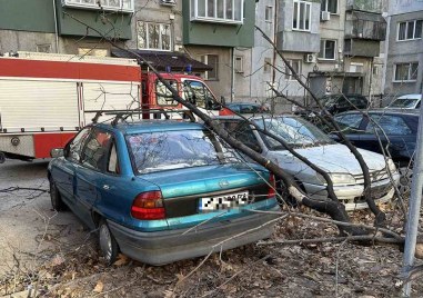 След бурния вятър в Пловдивско: 90 сигнала за паднали дървета