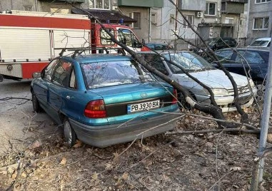 След бурния вятър в Пловдивско: 90 сигнала за паднали дървета