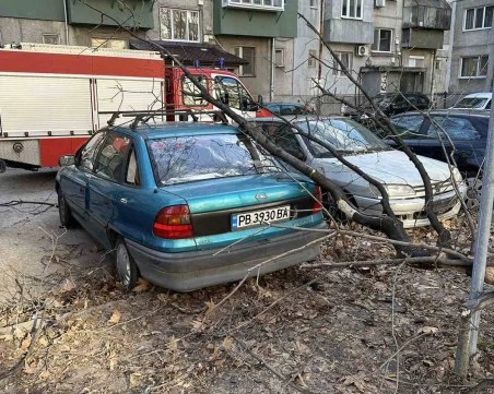 След бурният вятър в Пловдивско: 90 сигнала за паднали дървета