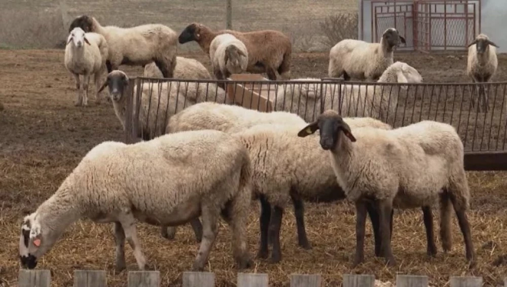 Арестуваха българи за незаконен превоз на овце в Гърция