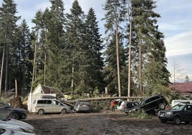 Ураганен вятър изкорени дървета в Боровец Някои от тях са