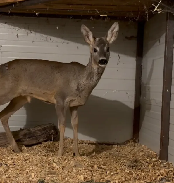 Спасиха съръндак нападнат от хищници съобщиха от Зоопарк Бургас Прочетете