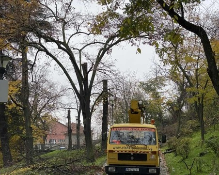 Единственият арборист в Пловдив пред TrafficNews: Предложих на Общината да отстранявам безплатно опасни клони, но ми отказаха
