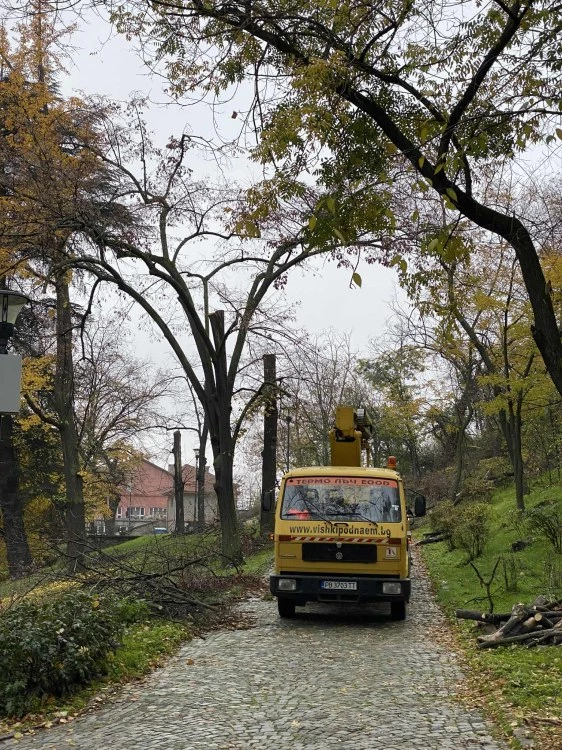 Единственият арборист в Пловдив пред TrafficNews: Предложих на Общината да отстранявам безплатно опасни клони, но ми отказаха