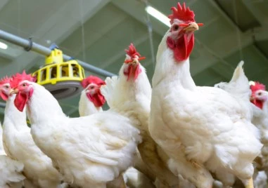 Заради птичи грип: Близо 100 хил. птици ще бъдат унищожени в Пловдивско и Пазарджишко