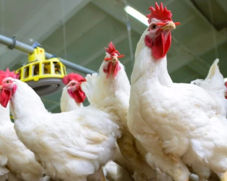 Заради птичи грип: Близо 100 хил. птици ще бъдат унищожени