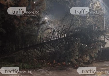 Огромно дърво се стовари върху велоалея в Пловдив съобщи читател