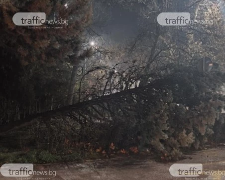 Дърво се стовари върху велоалея в Пловдив