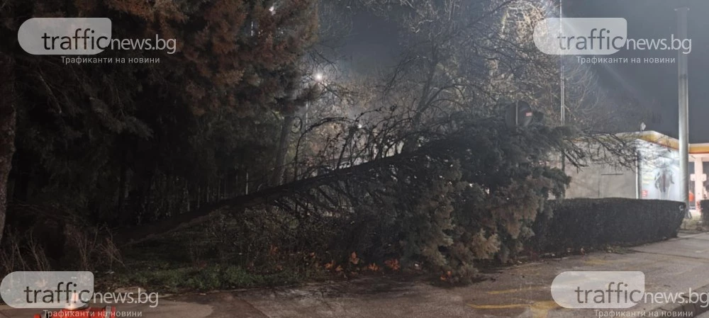 Дърво се стовари върху велоалея в Пловдив